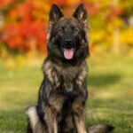 Protection Dog Ace, 11 months old