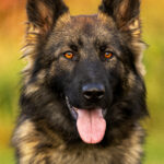 Protection Dog Ace, 11 months old