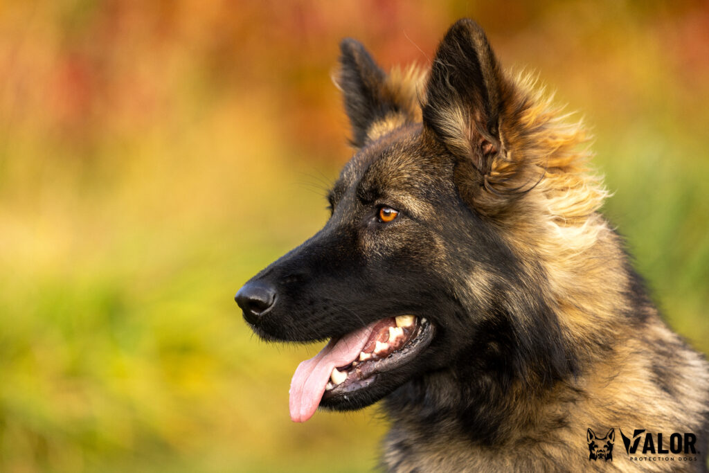 Close-up of a happy dog with tongue out against a blurred autumn background.