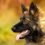 Protection Dog Ace, 11 months old