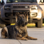 Protection Dog Ace, 11 months old