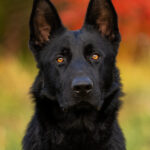 Protection Dog Bear, 10 months old