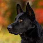 Protection Dog Bear, 10 months old