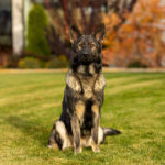 Protection Dog Freya, 18 months old