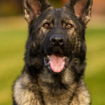 Protection Dog Freya, 18 months old