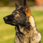 Czech German Shepherd