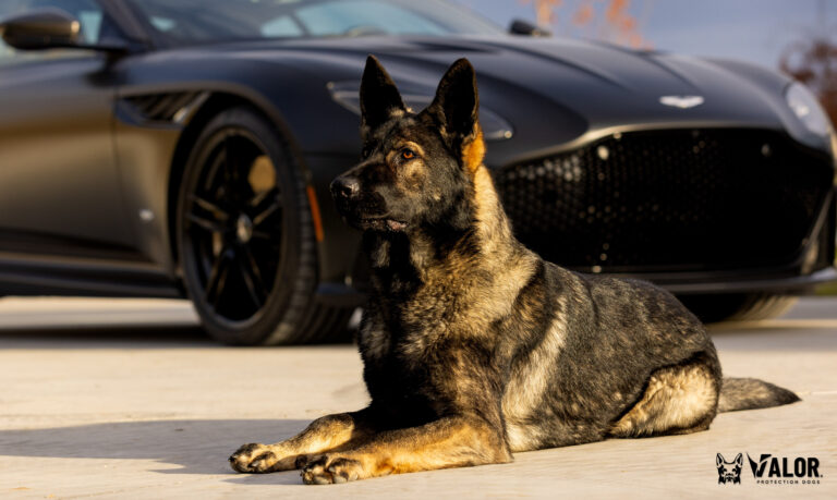 sable German Shepherd Dog and Aston Martin