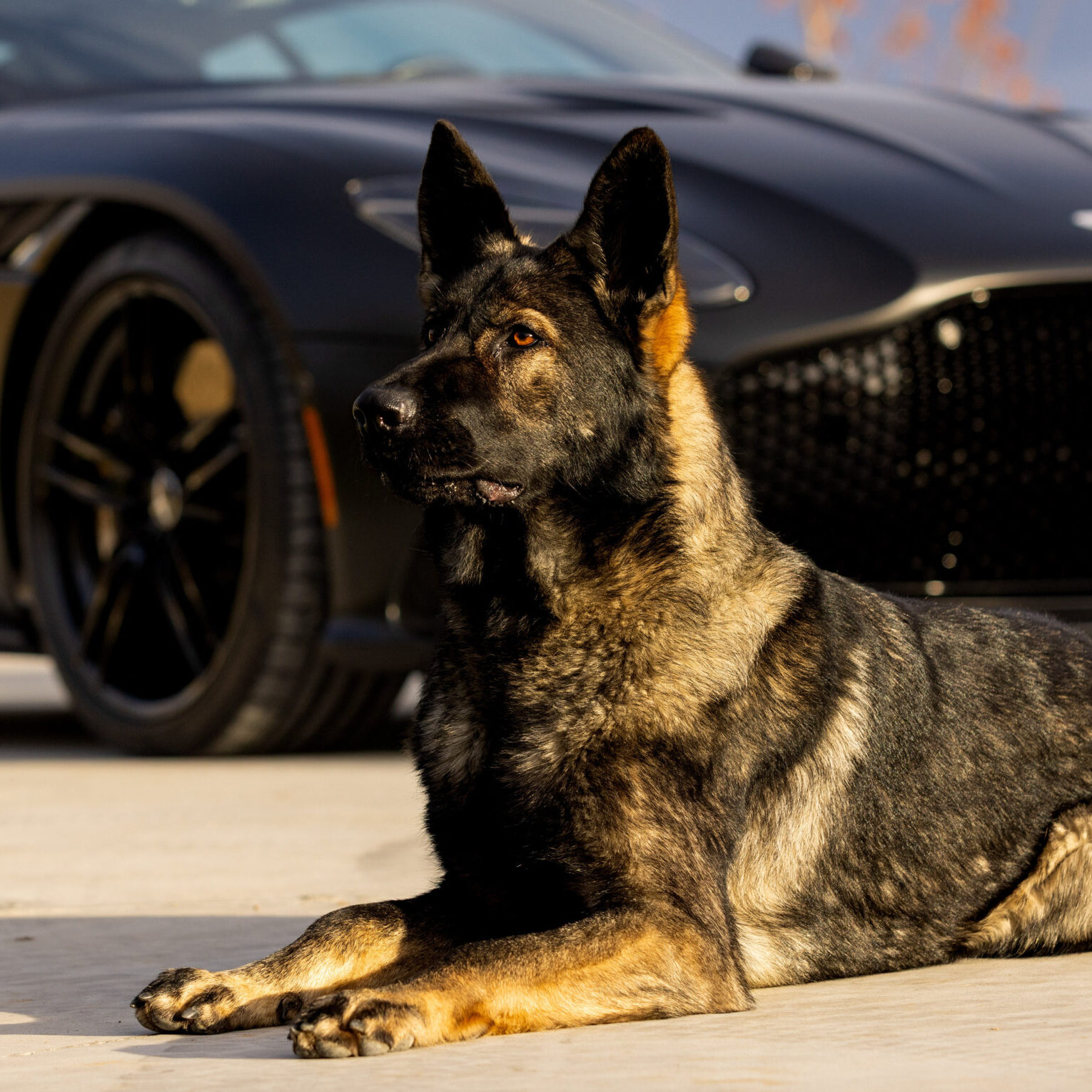sable German Shepherd Dog and Aston Martin