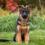 black and red German Shepherd puppy