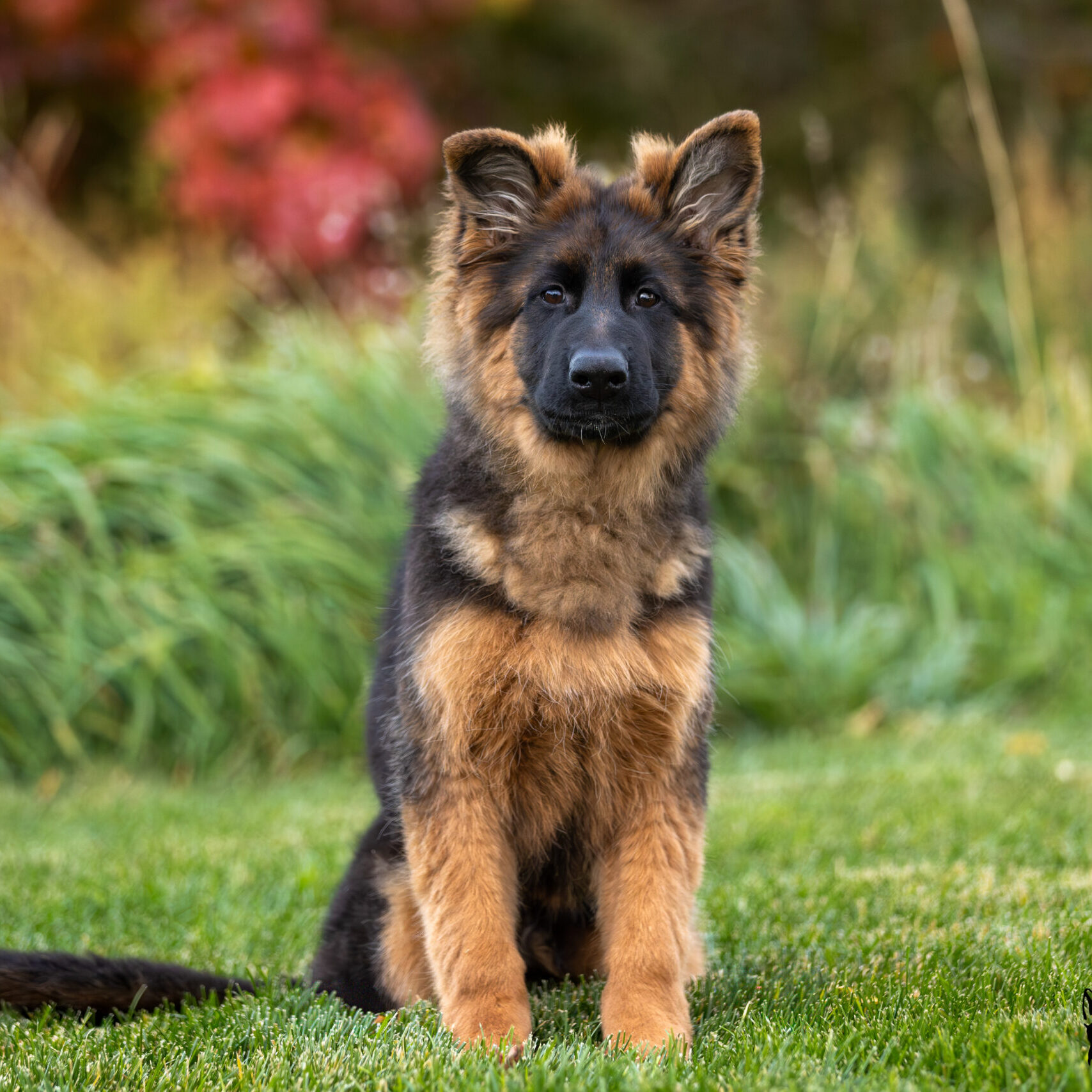 black and red German Shepherd puppy
