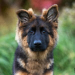 black and red German Shepherd puppy