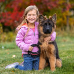 black and red German Shepherd puppy
