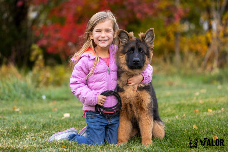 black and red German Shepherd puppy