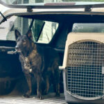 VPD-K9 Jasira, 5 years old