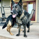 VPD-K9 Jasira, 5 years old
