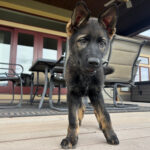 VPD-K9 Delta, 9 weeks old