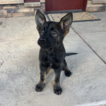 VPD-K9 Delta, 9 weeks old