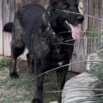 VPD-K9 Jasira, 5 years old