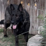 VPD-K9 Jasira, 5 years old