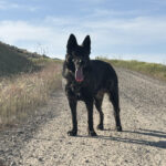 VPD-K9 Jasira, 5 years old