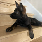 VPD-K9 Delta, 9 weeks old