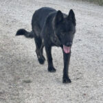 VPD-K9 Jasira, 5 years old