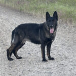 VPD-K9 Jasira, 5 years old