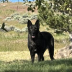 VPD-K9 Jasira, 5 years old