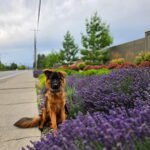 VPD-K9 Yukon, 15 months old (photo courtesy of owner)