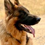 Close-up side profile of German Shepherd panting