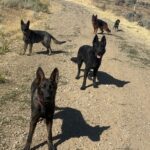 VPD-K9 Delta (front), 5 months old