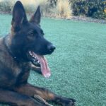 VPD-K9 Delta, 6 months old