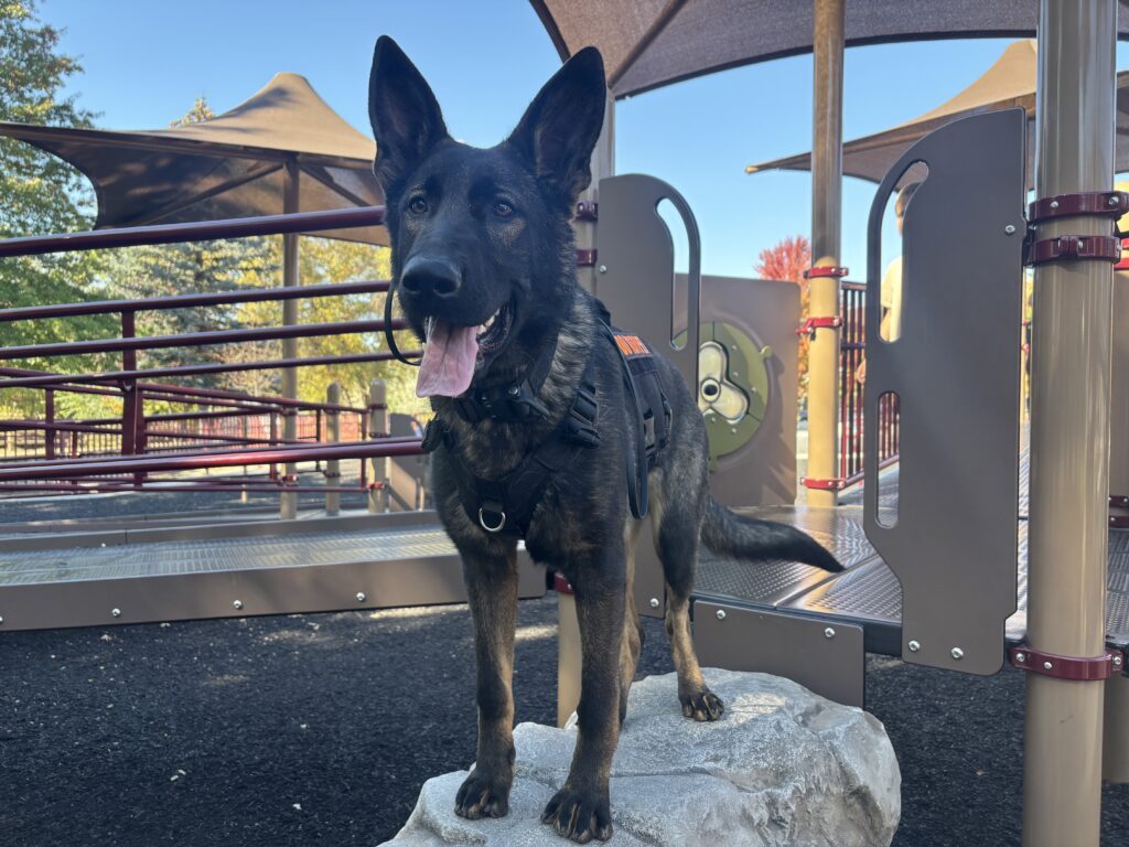 Black German Shepherd wearing harness at playground