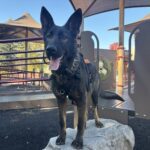 Black German Shepherd wearing harness at playground