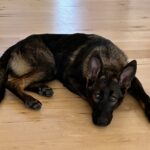 VPD-K9 Delta, 5 months old