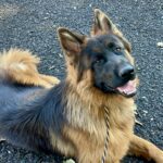 Long-haired German Shepherd lying on gravel