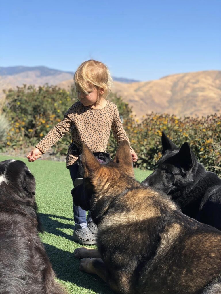 Toddler with three large dogs outdoors