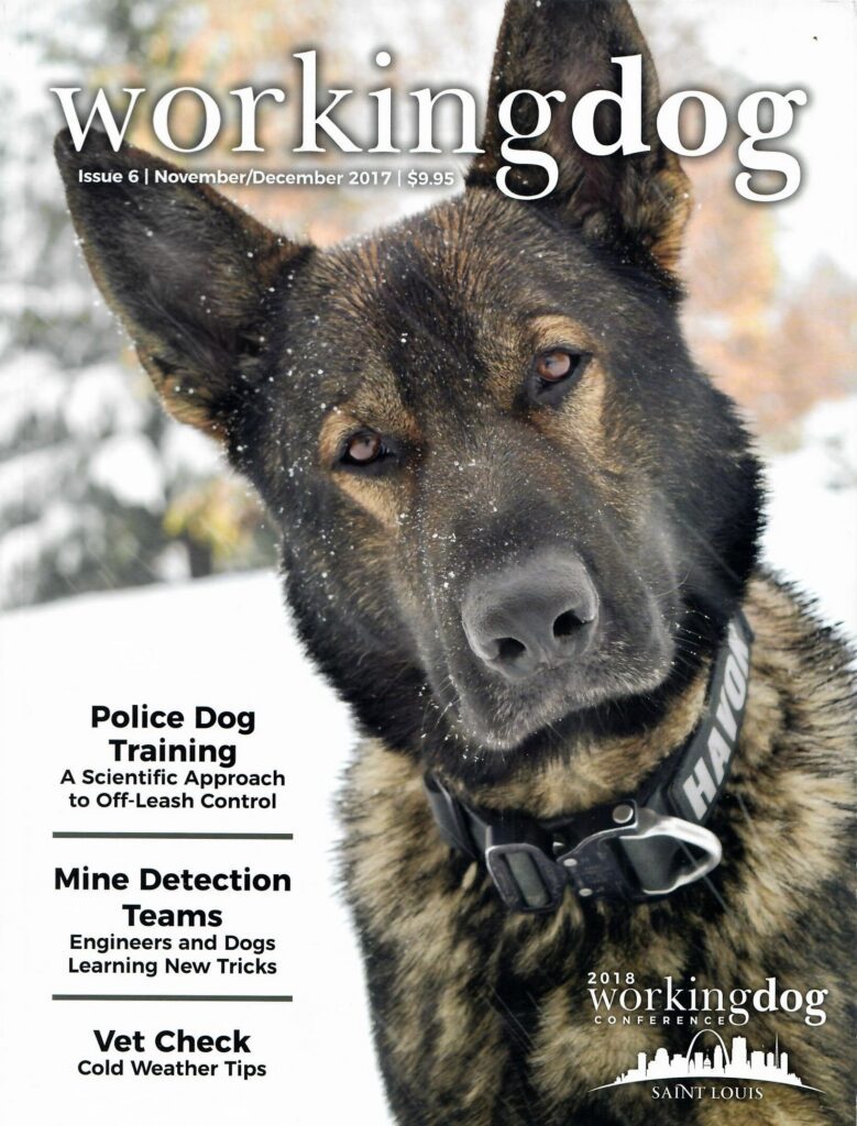 German Shepherd police dog portrait in snow